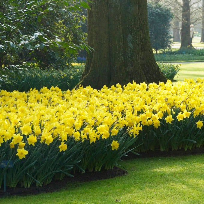 Daffodils Trumpet Yellow 2kg