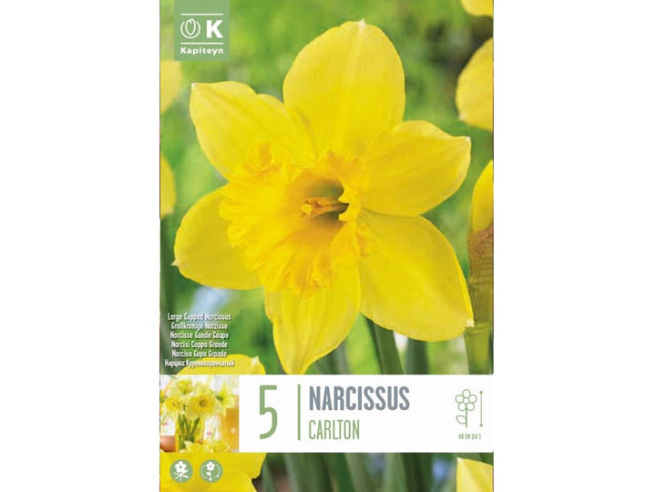 NARCISSUS CARLTON X 5