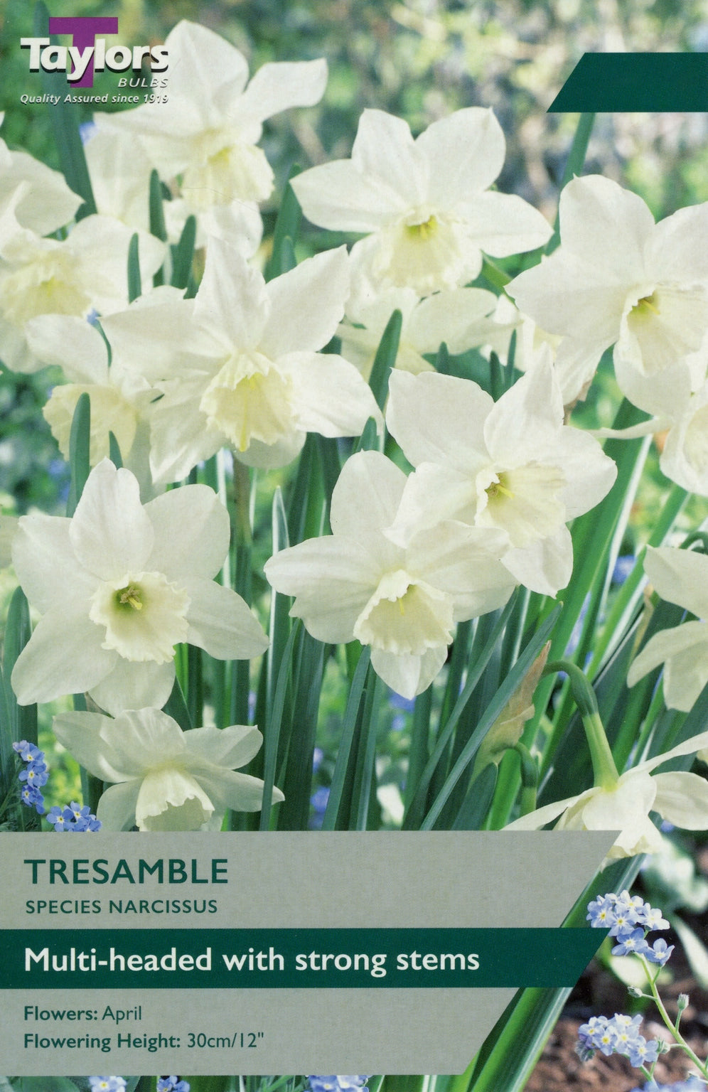 Narcissi Tresamble - Bulbs - Windyridge Garden Centre