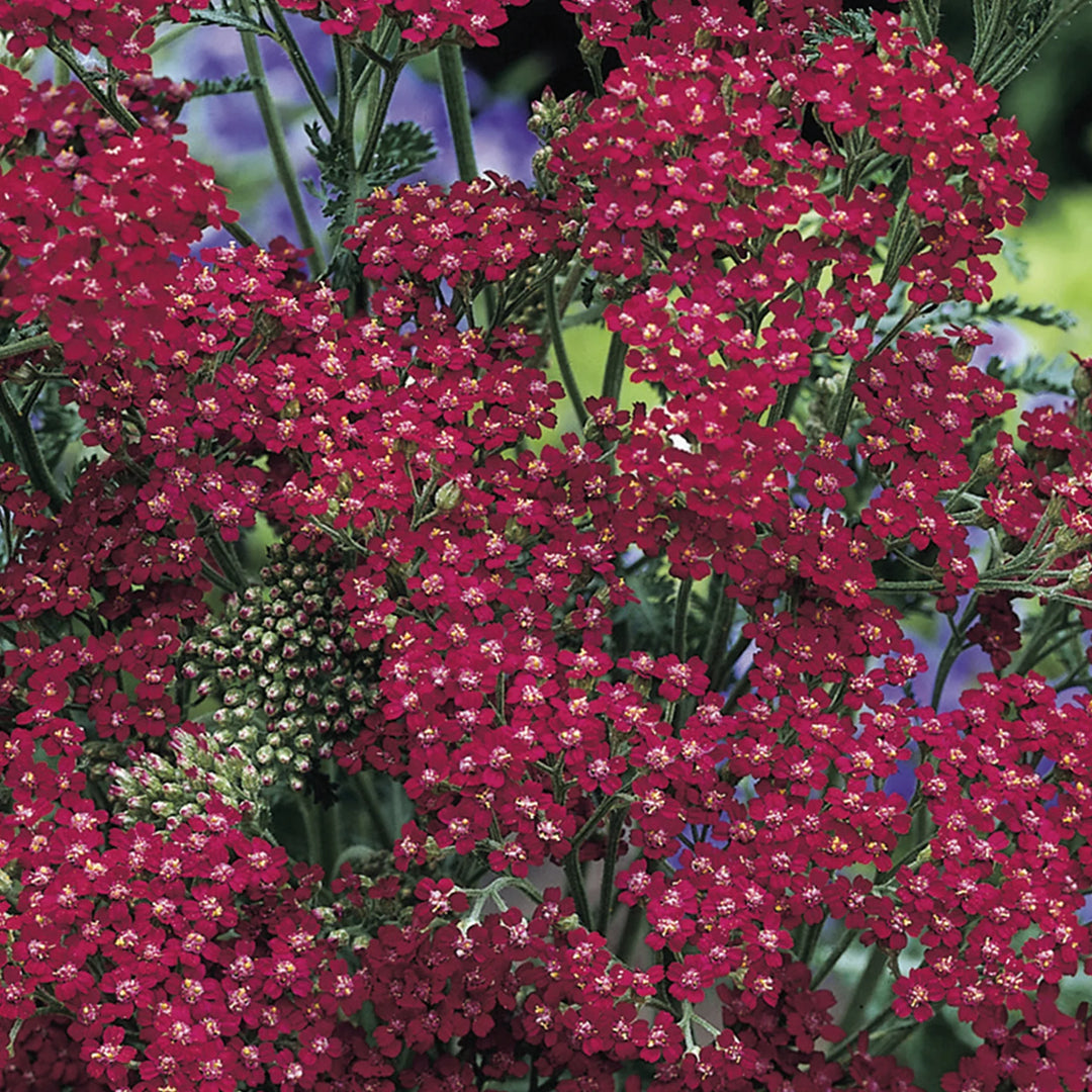 Nh Achillea Cassisflower - New 2023 - Seed Packets - Windyridge Garden Centre