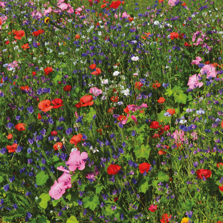 Unwins Bee And Butterfly Mix - Seed Packets - Windyridge Garden Centre