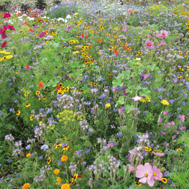 Bee Mix - Seed Packets - Windyridge Garden Centre