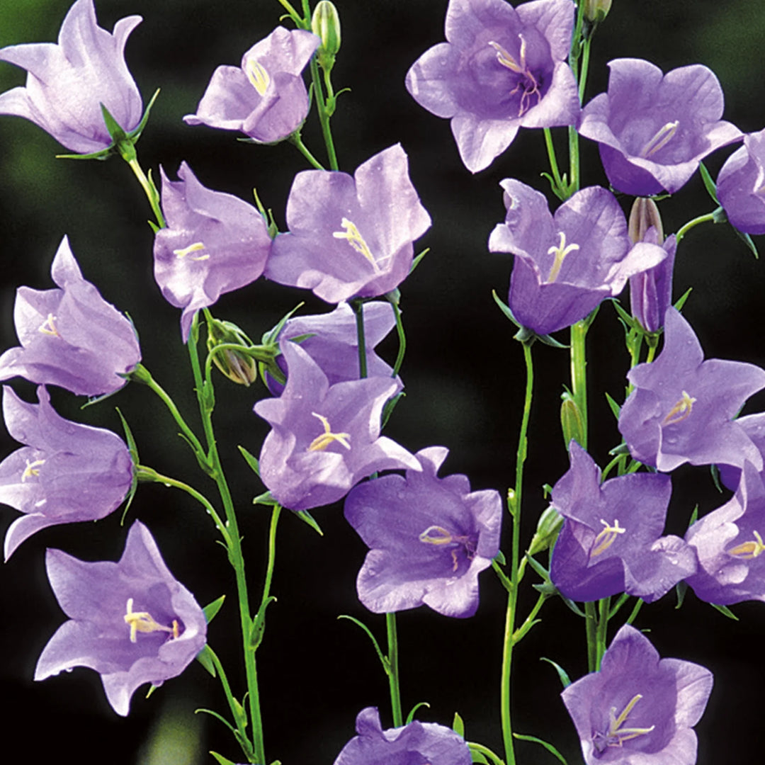 Nh Campanula Telham Beautyflower - New 2023 - Seed Packets - Windyridge Garden Centre