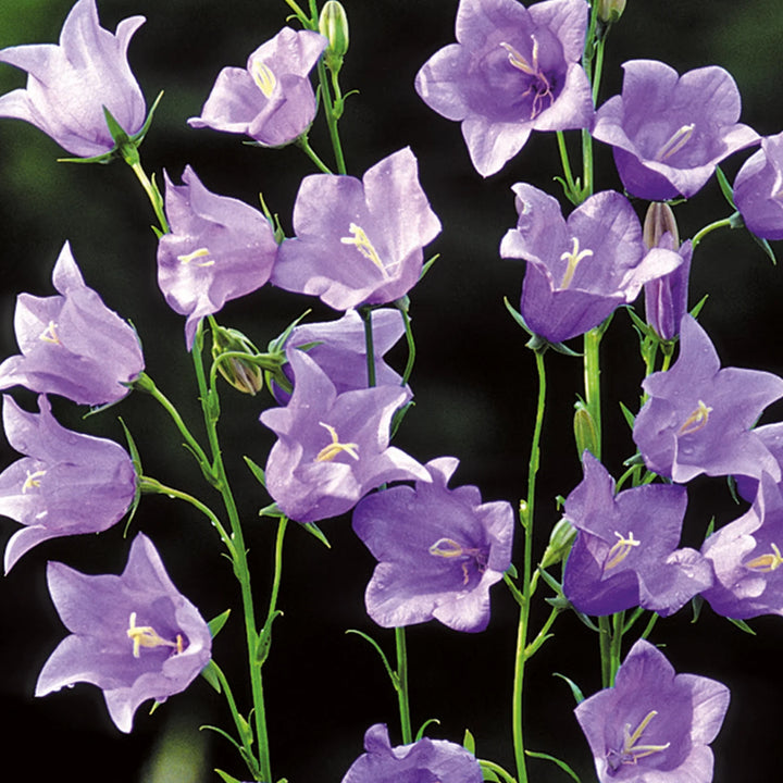 Nh Campanula Telham Beautyflower - New 2023 - Seed Packets - Windyridge Garden Centre