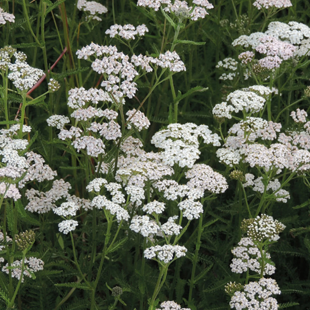 Nh Common Yarrowflower - New 2023 - Seed Packets - Windyridge Garden Centre