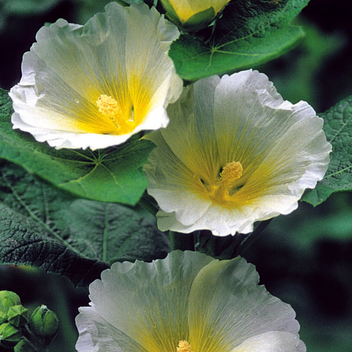 Nh Hollyhock Sptlight Polarstrflower - New 2023 - Seed Packets - Windyridge Garden Centre