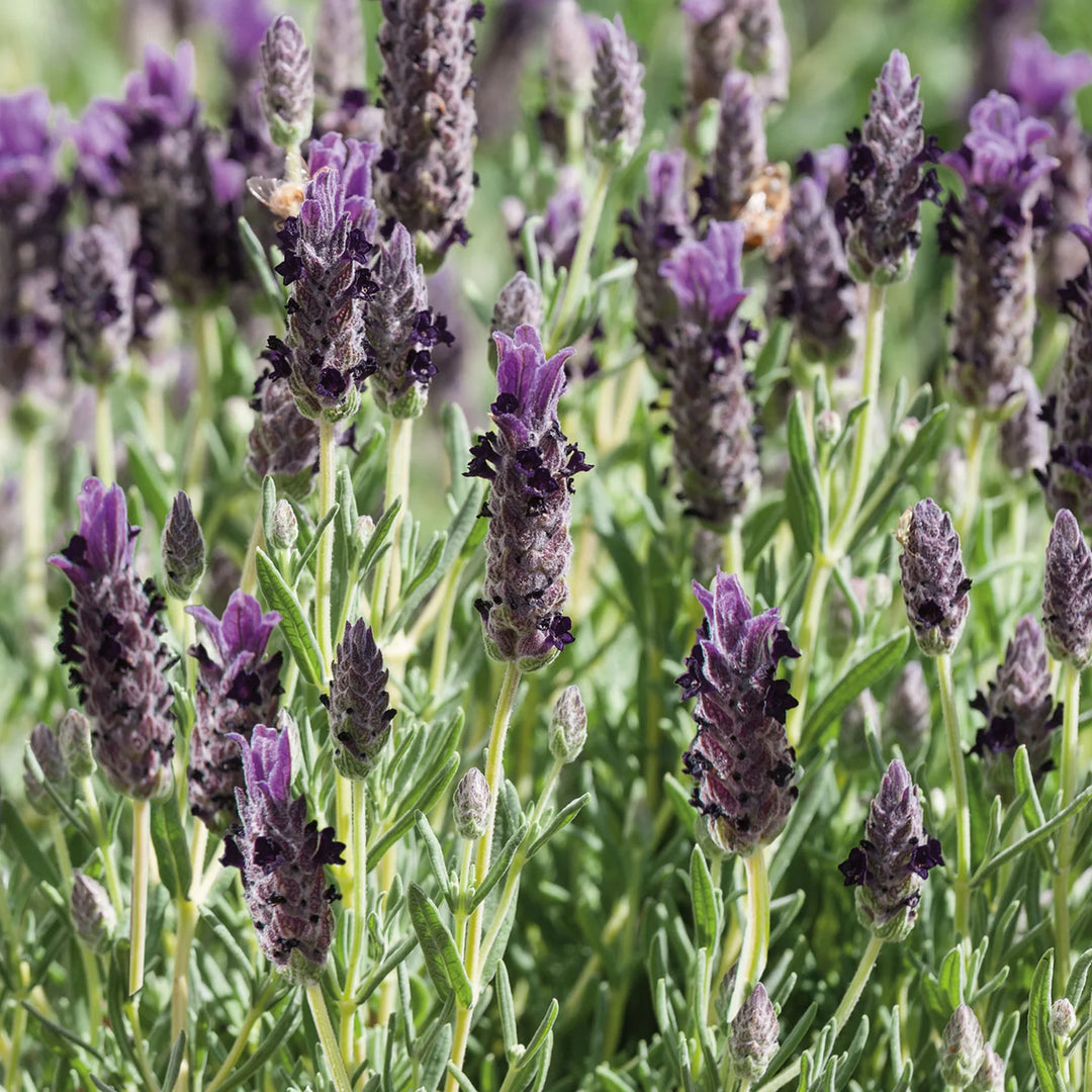 Nh Lavender Purple Ribbonflower - New 2023 - Seed Packets - Windyridge Garden Centre