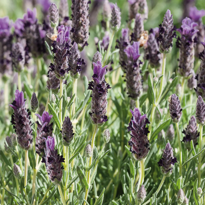 Nh Lavender Purple Ribbonflower - New 2023 - Seed Packets - Windyridge Garden Centre