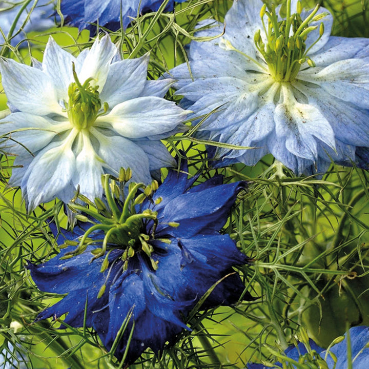 Nh Love In A Mist Moody Bluesflower - Seed Packets - Windyridge Garden Centre