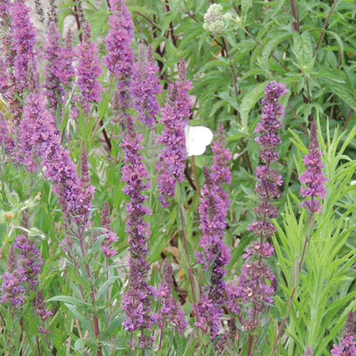 Nh Purple Loosestrifeflower - New 2023 - Seed Packets - Windyridge Garden Centre