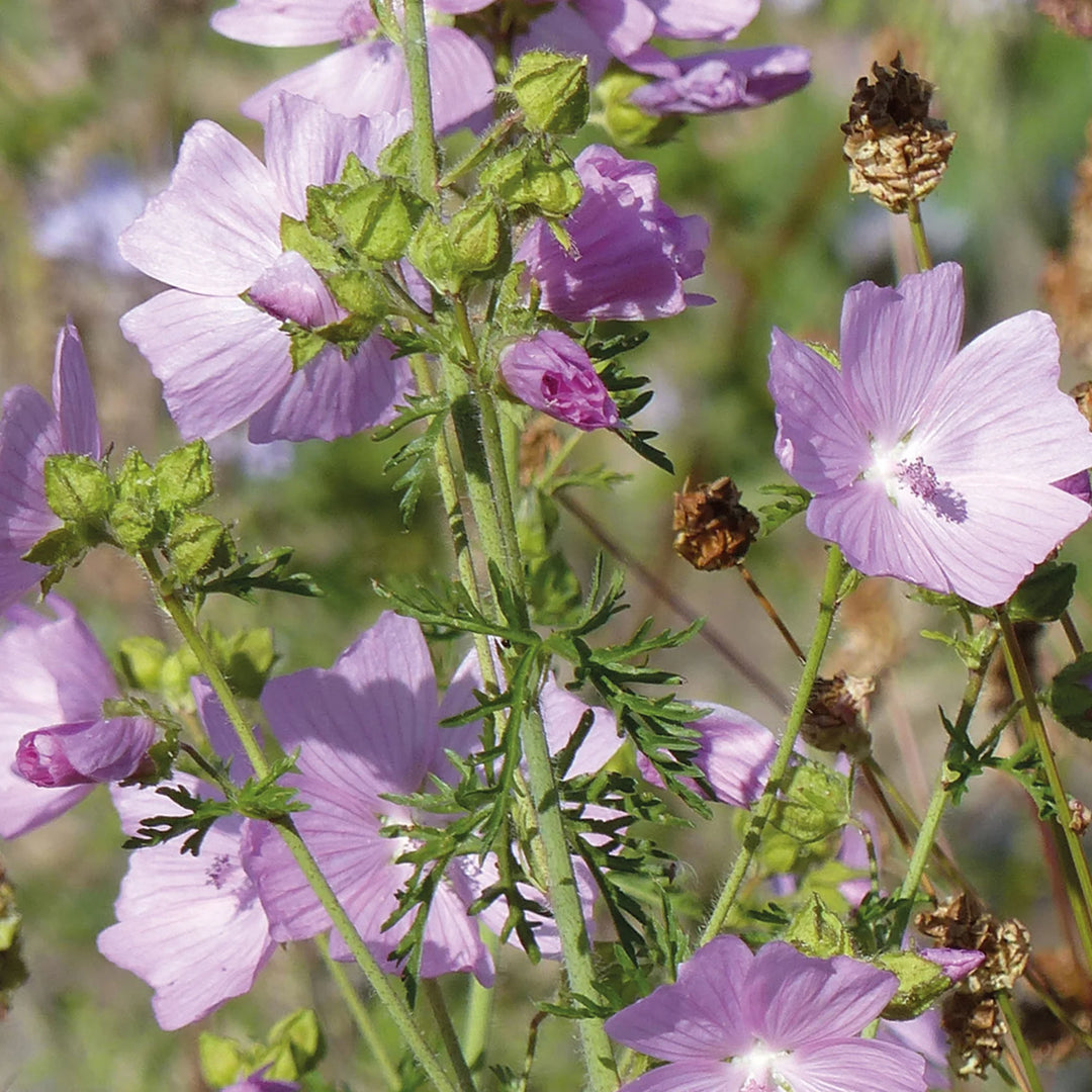Nh Musk Mallowflower - New 2023 - Seed Packets - Windyridge Garden Centre