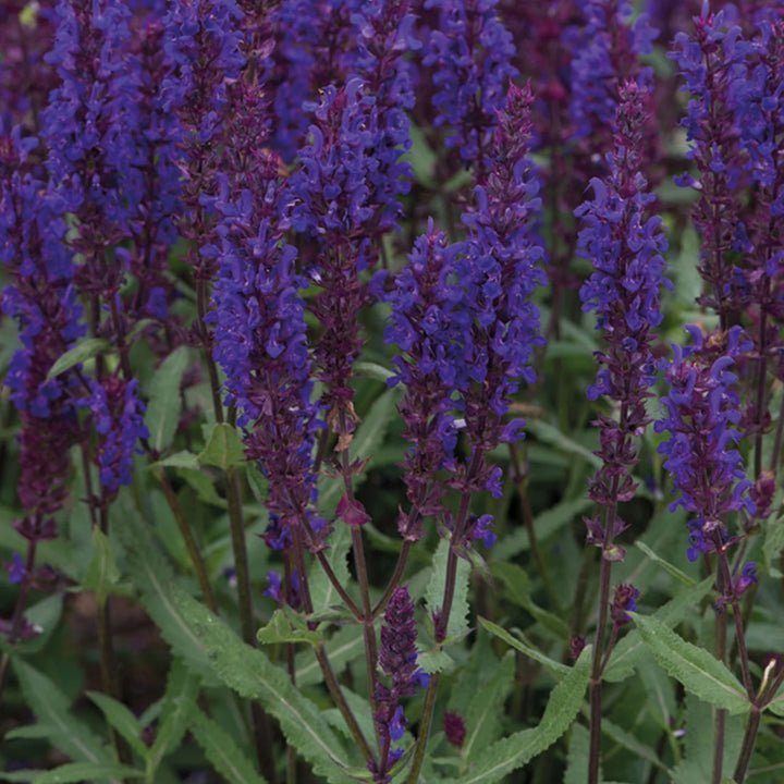 Nh Salvia Salvatore Blue - Seed Packets - Windyridge Garden Centre