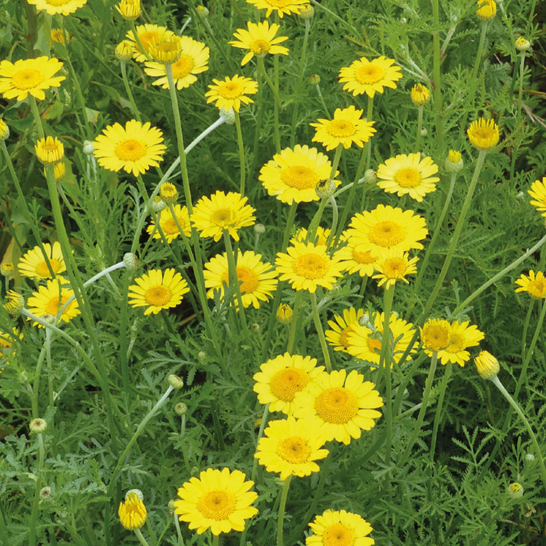 Nh Yellow Chamomileflower - New 2023 - Seed Packets - Windyridge Garden Centre