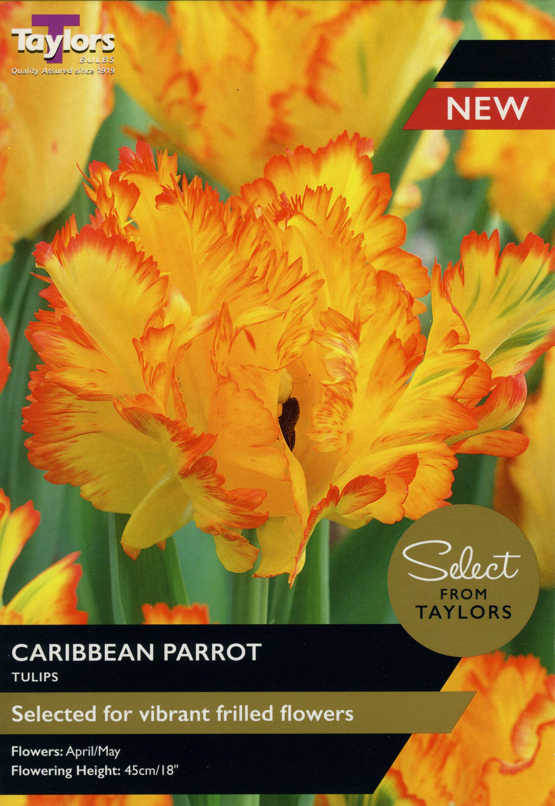 TULIP CARIBBEAN PARROT x 5