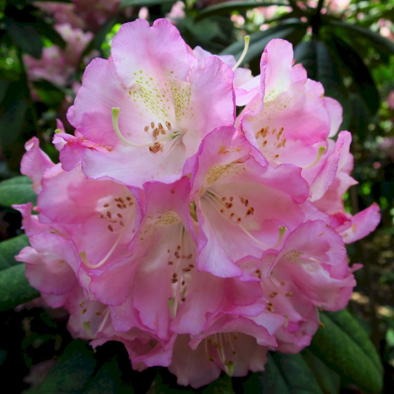 Rhododendron Hybr.Brigitte Iii - Shrubs - Windyridge Garden Centre