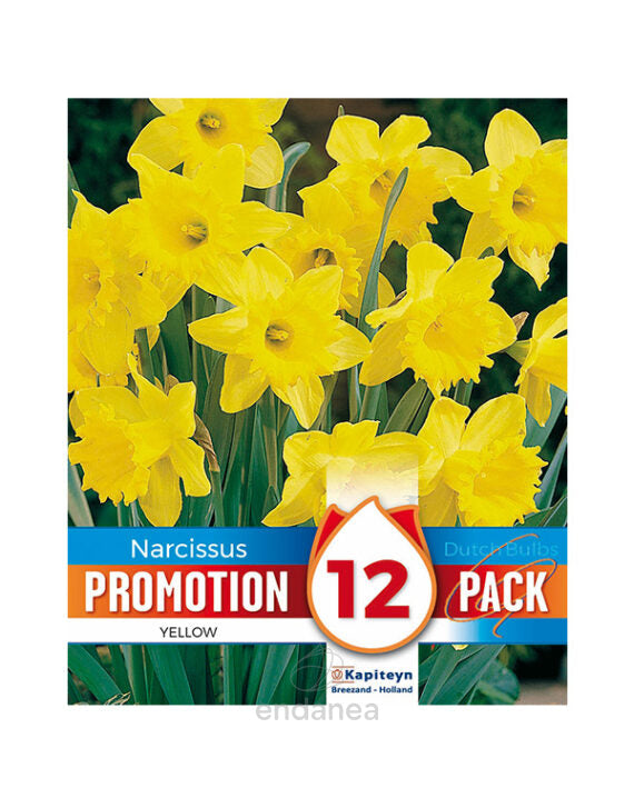 PROMO NARCISSUS DUTCH MASTER X 12