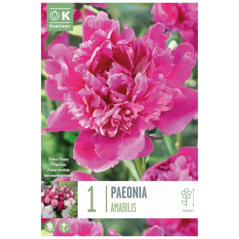 Paeonia General Amabilis - Bulbs - Windyridge Garden Centre