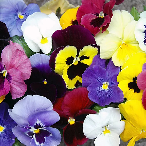 Pansy Winter Flowering Mix - Seed Packets - Windyridge Garden Centre