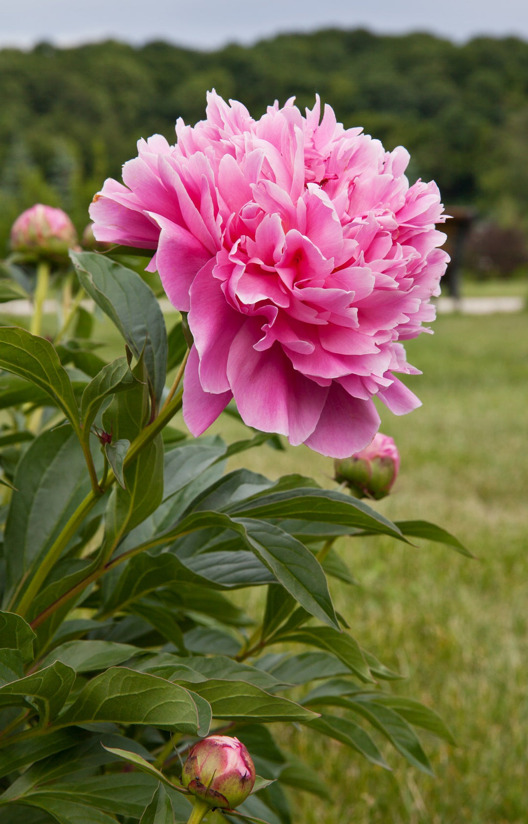 PAEONIA Margaret Truman