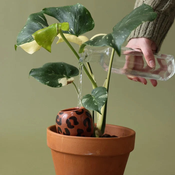 Olla Macchiato Leopard