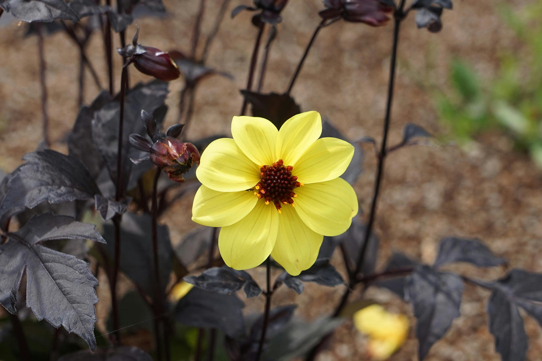 DAHLIA Mystic Illusion