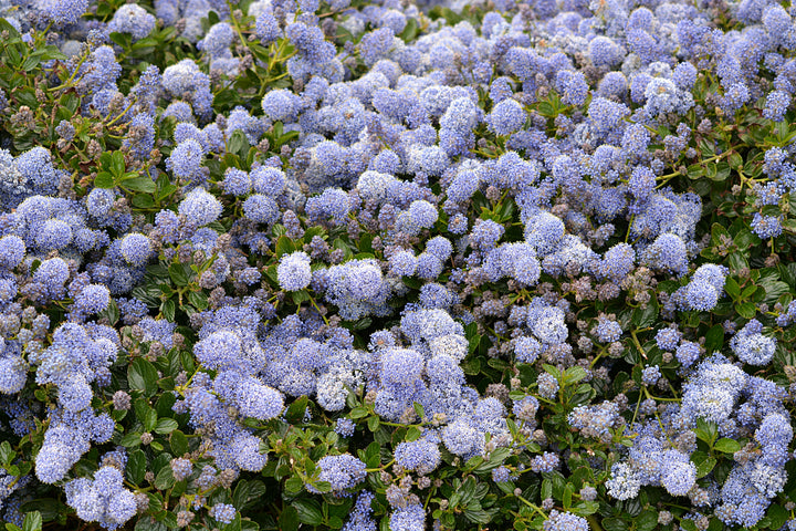 Ceanothus thyrs. repens