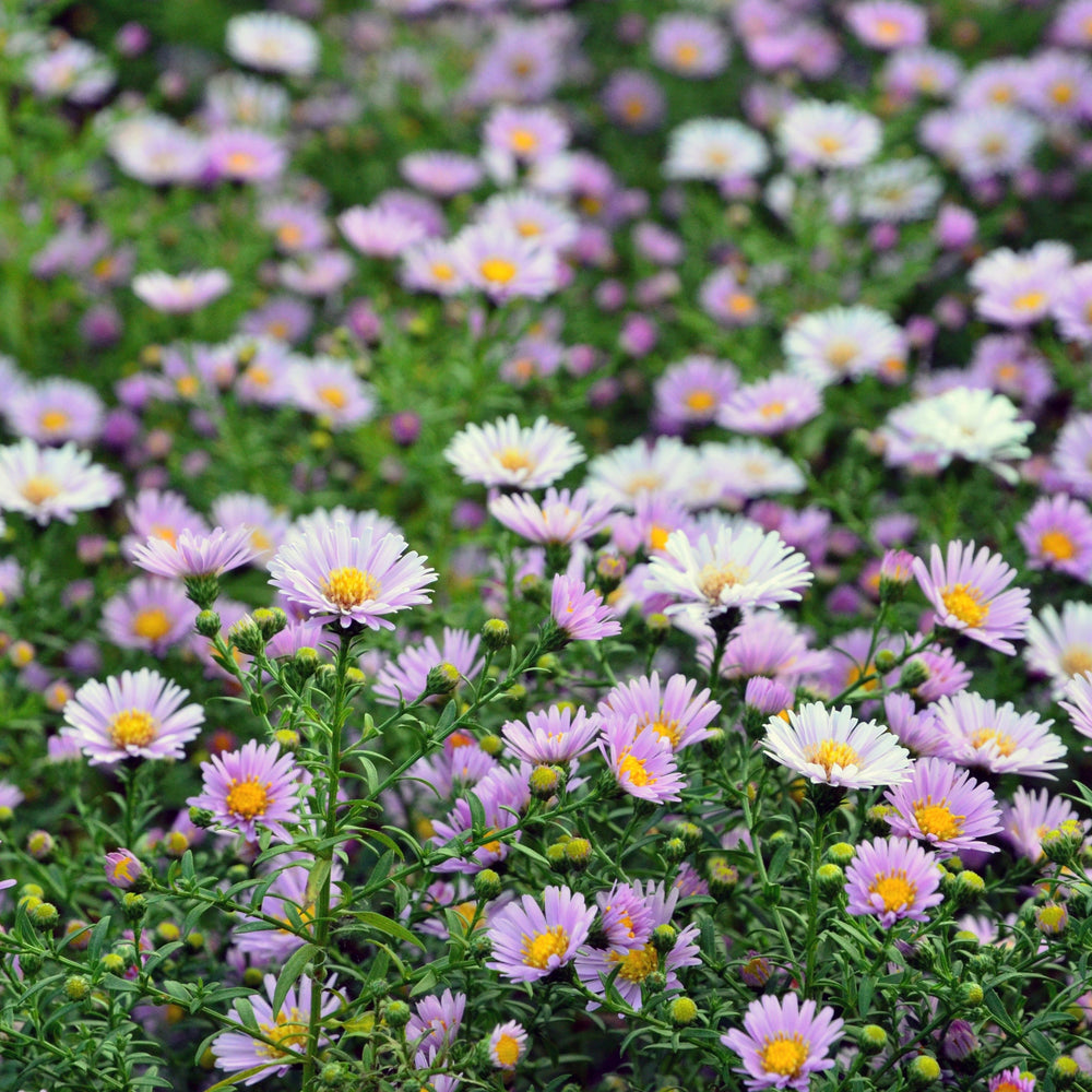 Aster-Mystery-Lady-trio-Plant