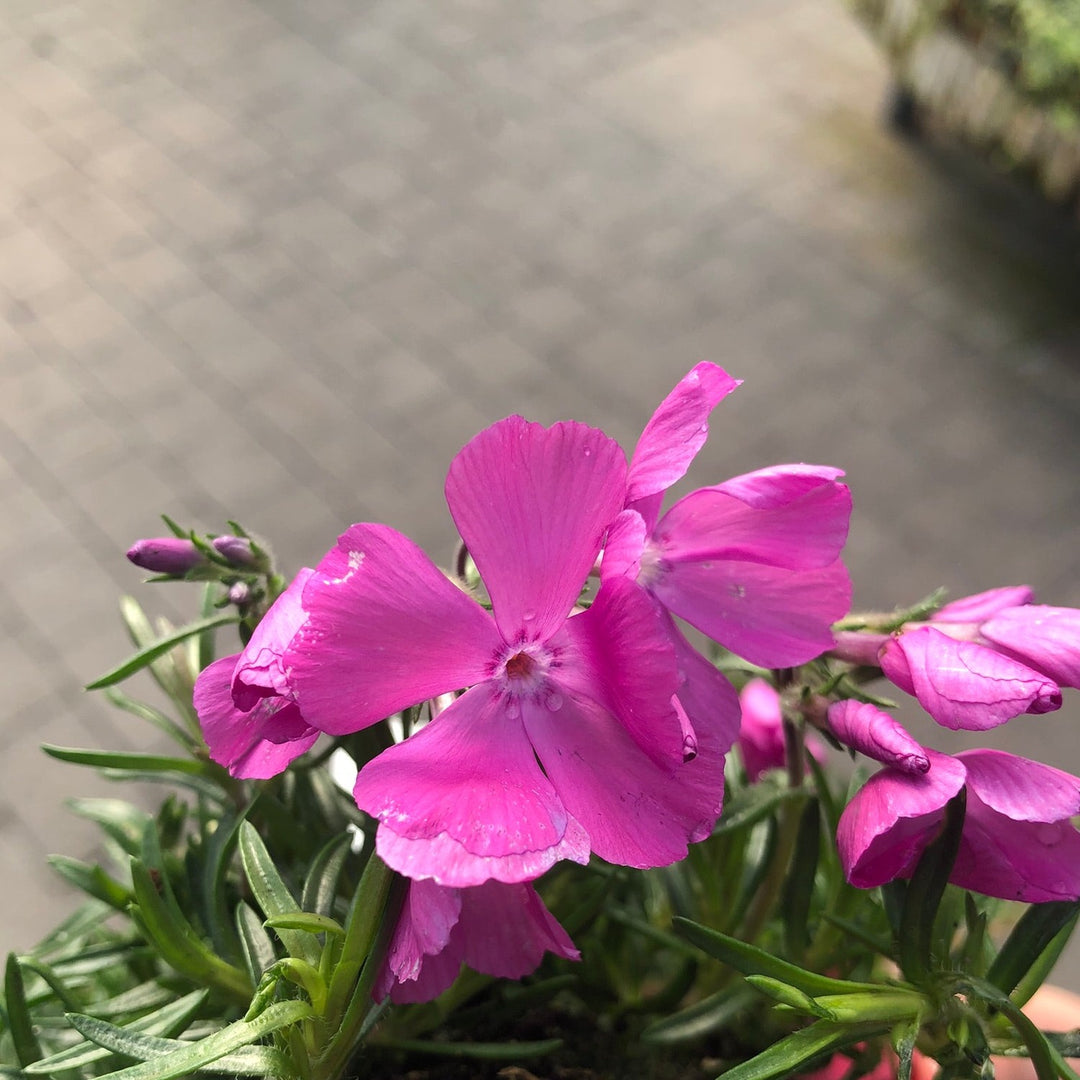 Phlox Daniels Cushion