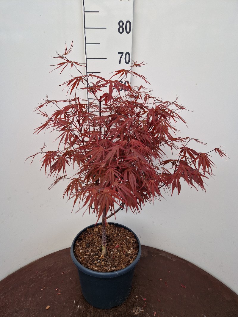 Acer pal. Pev Dave (60-80 cm 10L)