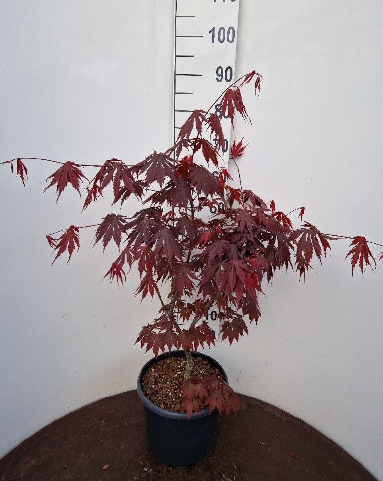 Acer pal. Yasemin (60-80 cm 10L)