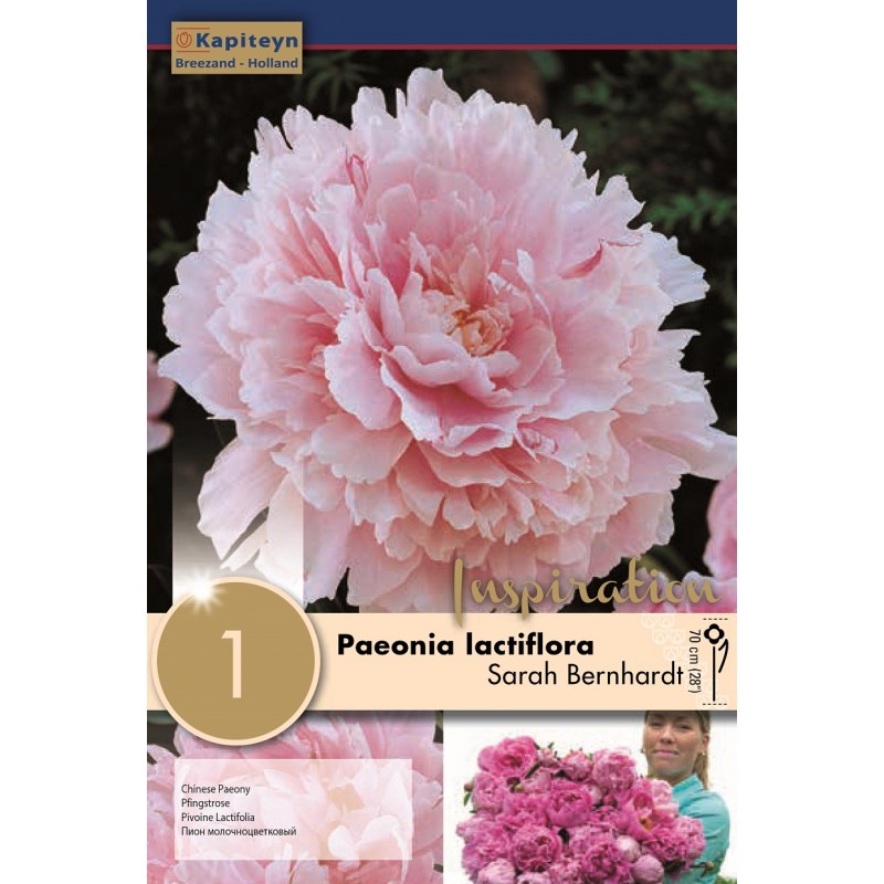 PAEONIA SARAH BERNHARDT