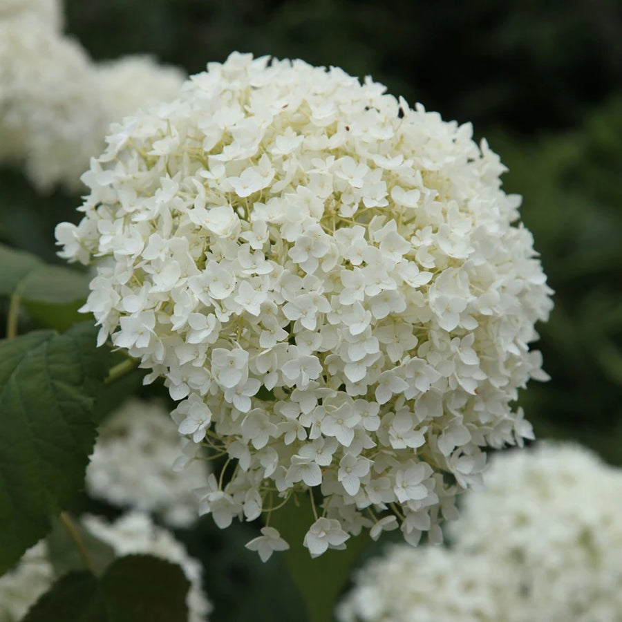 Hydrangea-arb.-Annabelle-Flower