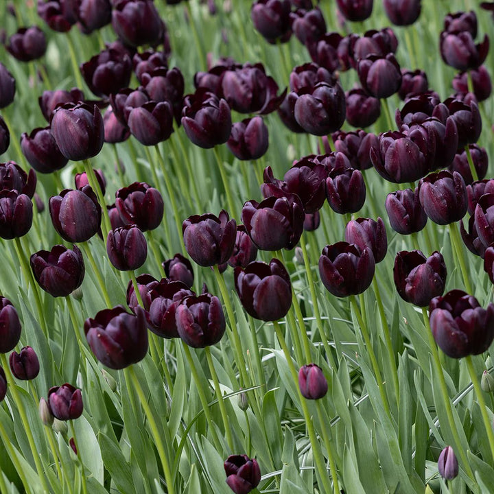 TRAY TULIPA QUEEN OF NIGHT x 10