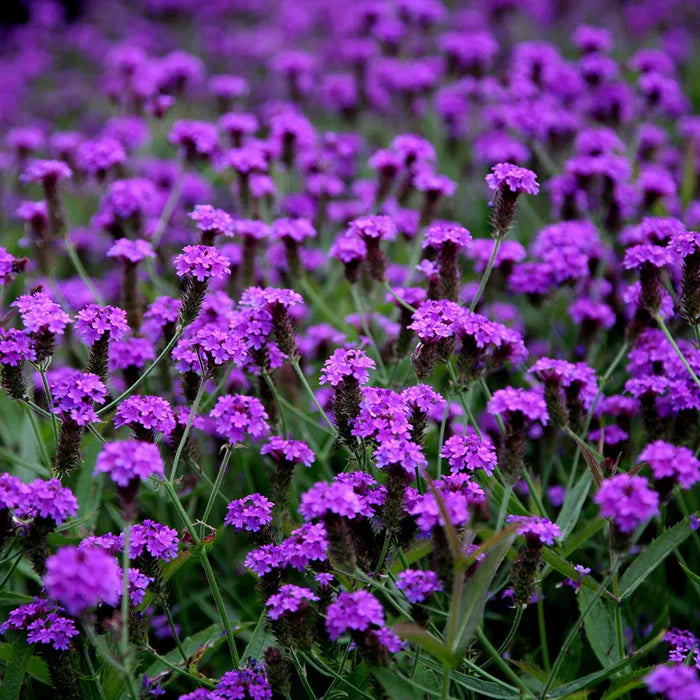 Verbena Rigida 3Lt Pot - Herbaceous - Windyridge Garden Centre