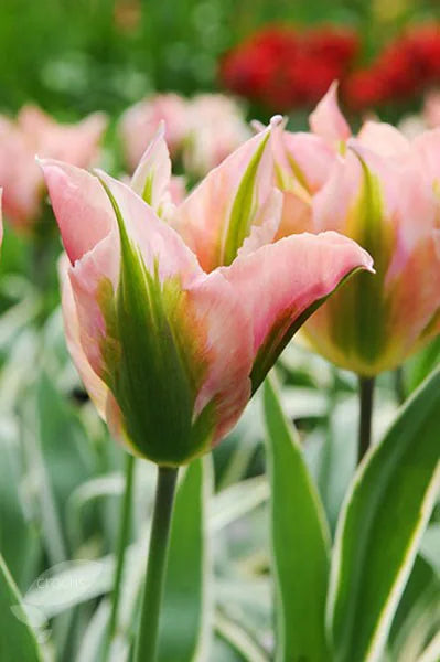 TULIP CHINA TOWN 7