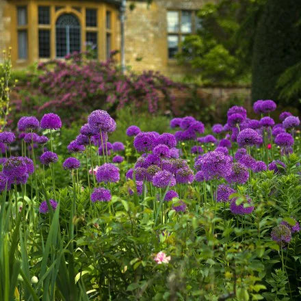 Allium Holl. 'Purple Sensation' - Herbaceous - Windyridge Garden Centre