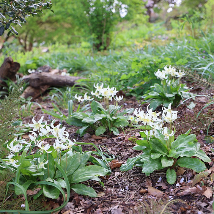 ERYTHRONIUM WHITE BEAUTY 2