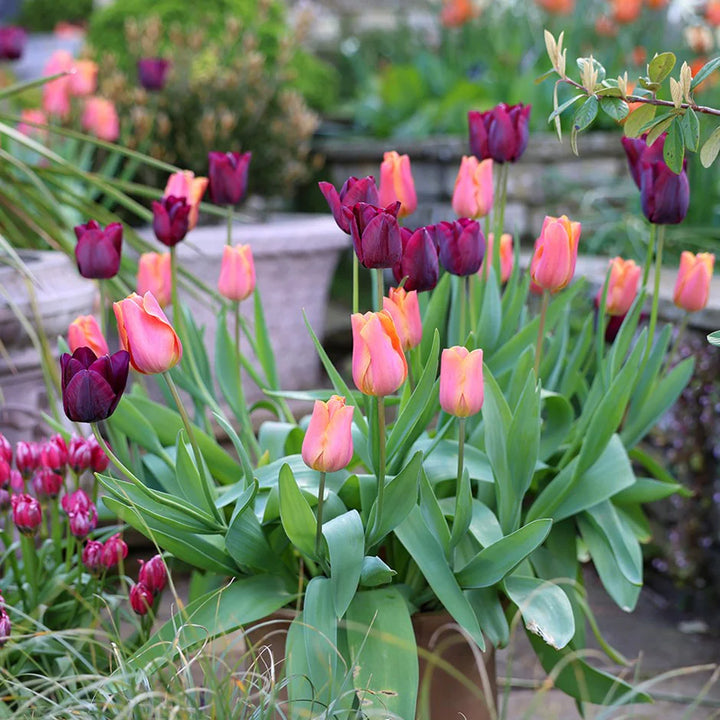 TULIP CUTTING GARDEN 12