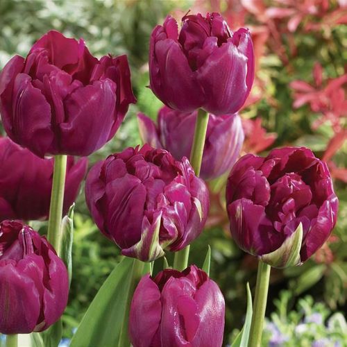 TULIP DOUBLE  ROYAL ACRES 8 Bulbs