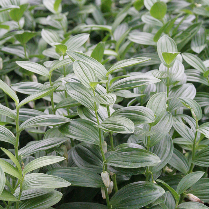 Polygonatum humile