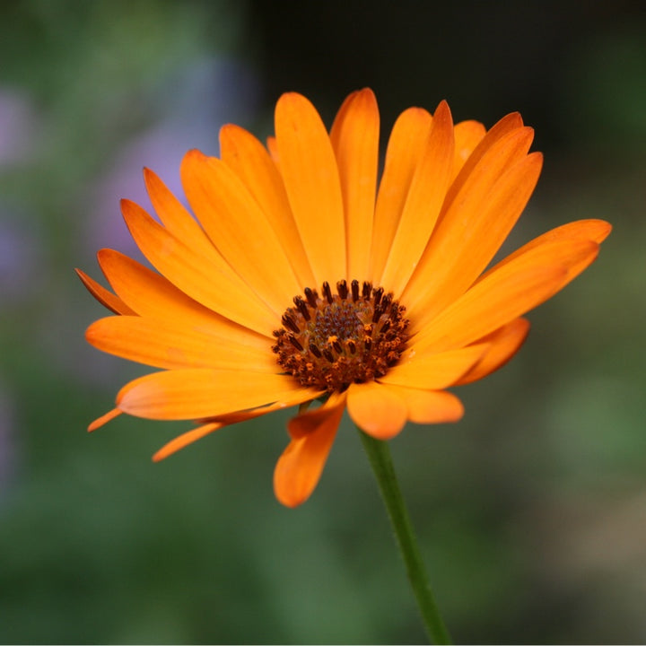 Osteospermum Summer Orange