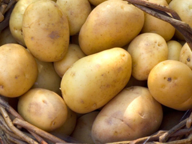 Second Earliers Vitabella 2 Kg Nets - Bulbs - Windyridge Garden Centre