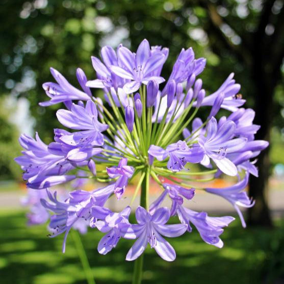 Agapanthus Poppin Purple - Herbaceous - Windyridge Garden Centre