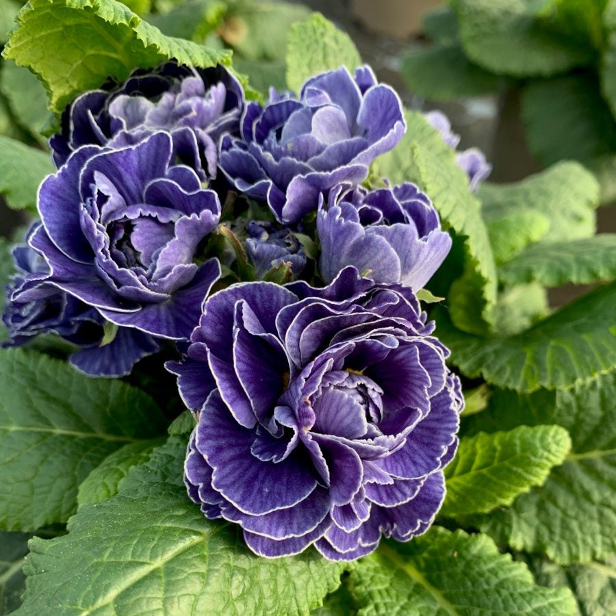 Primula Belarina Baltic Blue - Herbaceous - Windyridge Garden Centre
