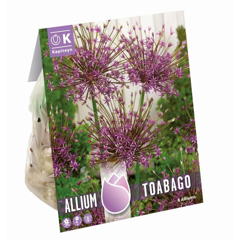 ALLIUM TOABAGO x 6