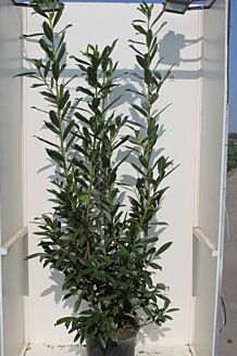 Prunus lau. Caucasica 200cm
