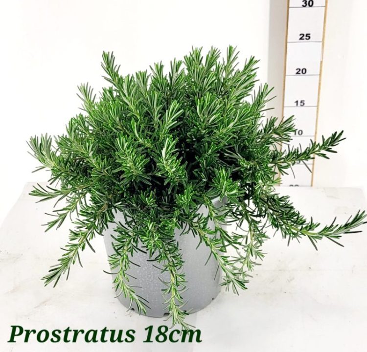 Rosmarinus officinalis  P18
