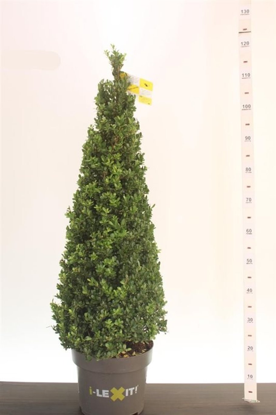 Ilex Crenata 'Dark Green'Ã‚Â® 70-80 Cm Pyr C10 - Standard Trees And Topiary - Windyridge Garden Centre
