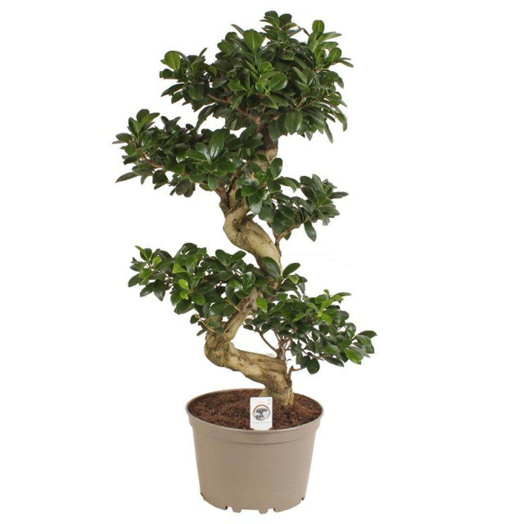 Ficus microcarpa 'Ginseng' P24 / S type