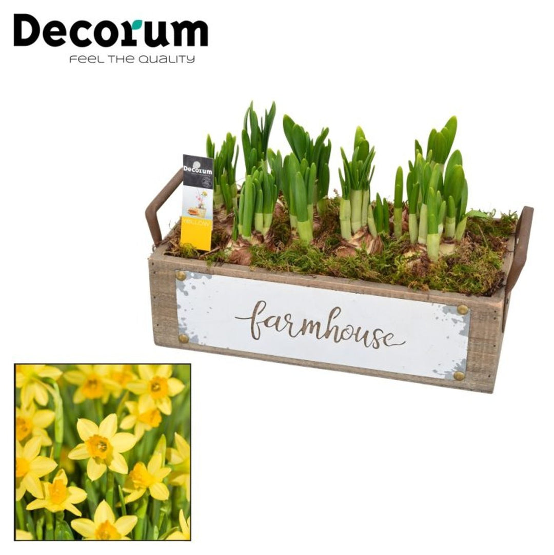 Narcissus Arrangement  Wooden Pot 24 Cm - Baskets - Windyridge Garden Centre
